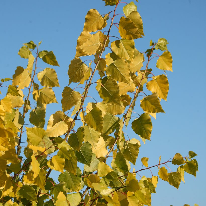 Bastard-Schwarz Serotina Aurea -Populus x canadensis x euramericana (Laub)