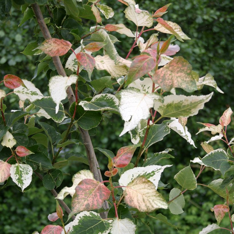 Bastard-Schwarz Aurora - Populus x candicans (Laub)