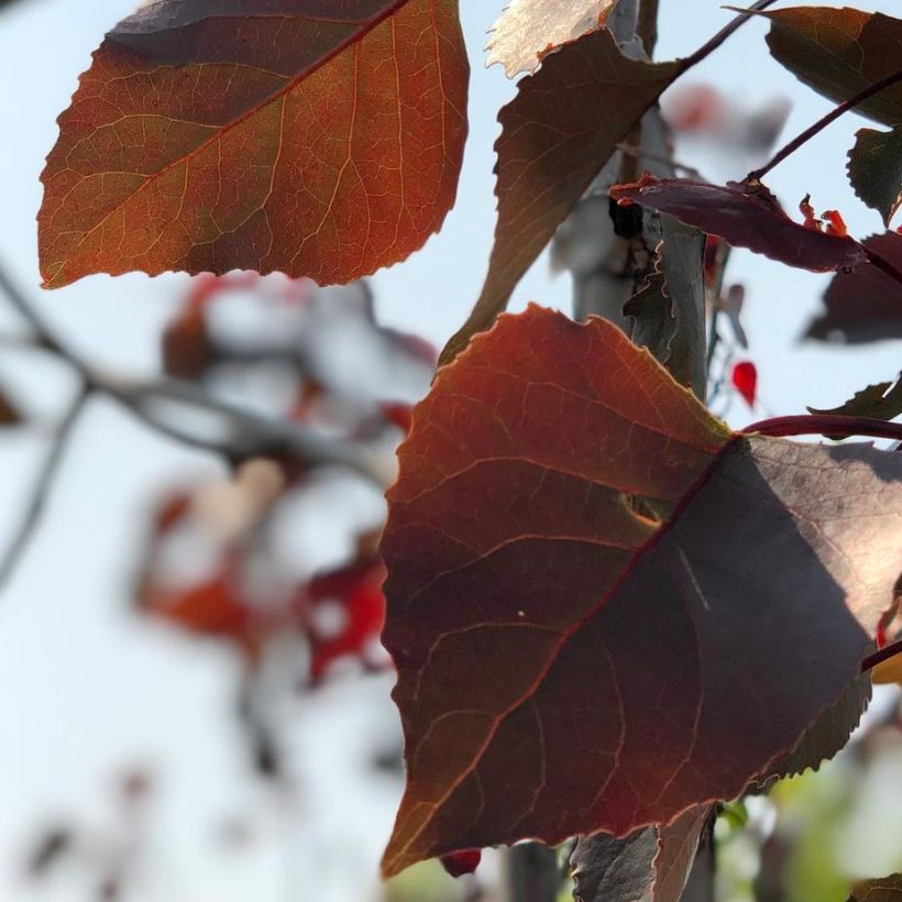 Virginische Pappel Fuego - Populus deltoides (Laub)