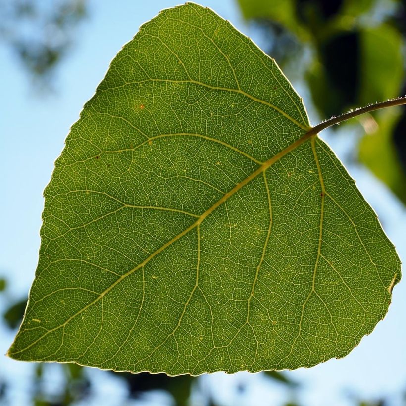 Pyramidenpappel Italica - Populus nigra (Laub)