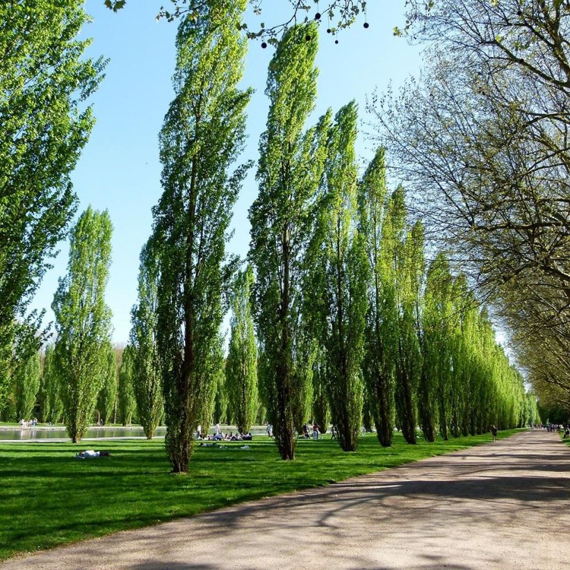 Pyramidenpappel Italica - Populus nigra (Hafen)