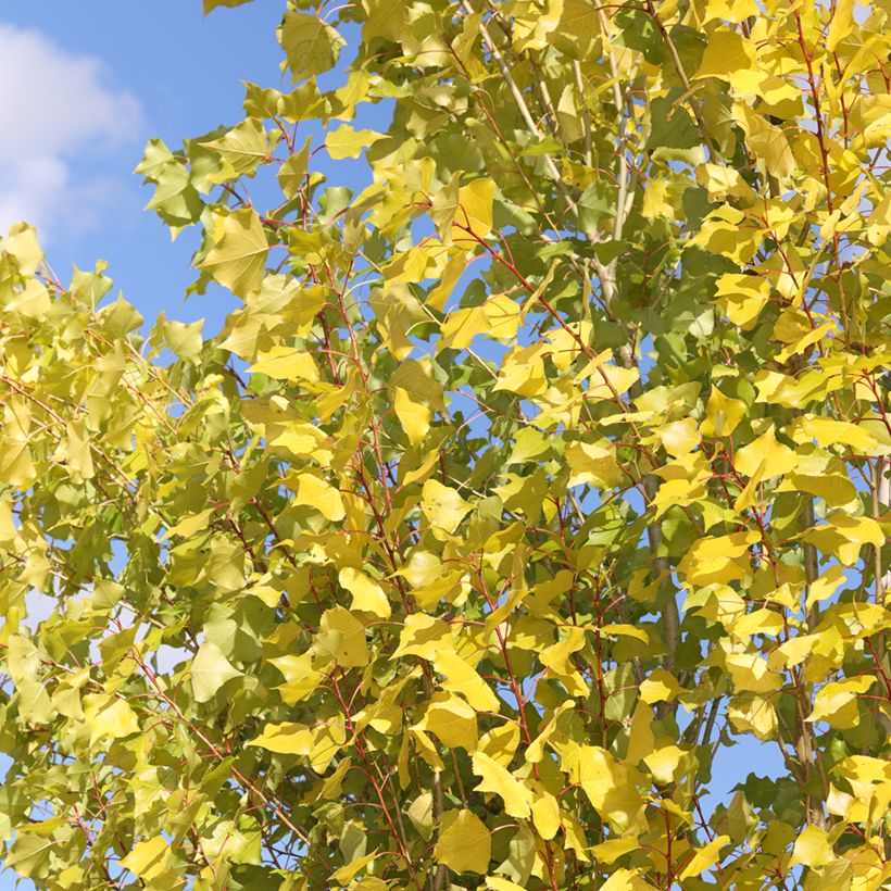 Schwarz-Pappel Lombardy Gold - Populus nigra (Laub)