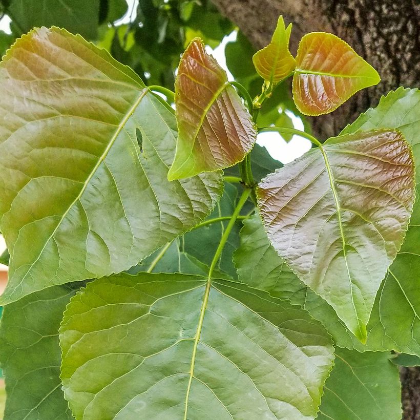 Schwarz-Pappel - Populus nigra (Laub)