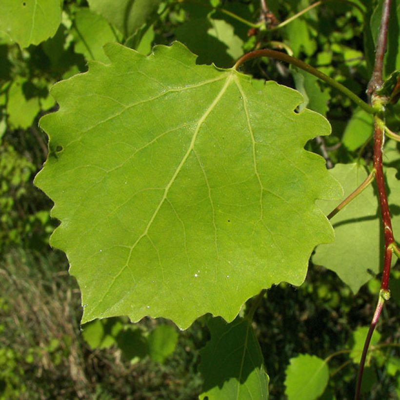 Zitterpappel - Populus tremula (Laub)