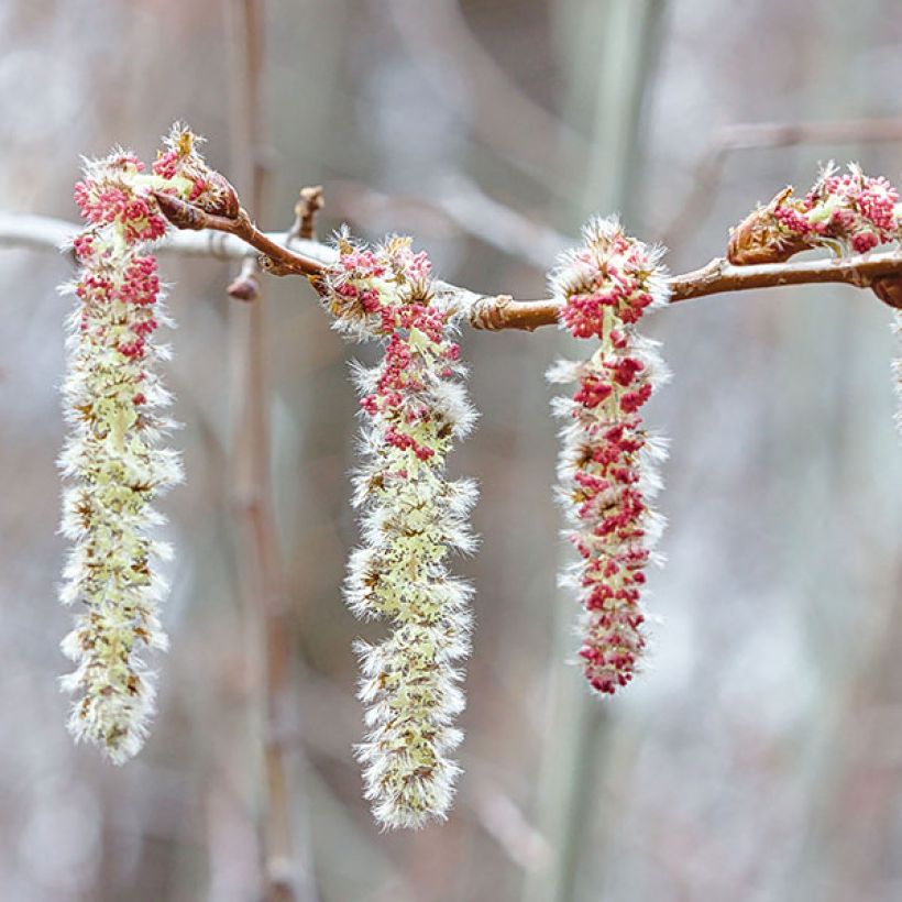 Zitterpappel - Populus tremula (Blüte)