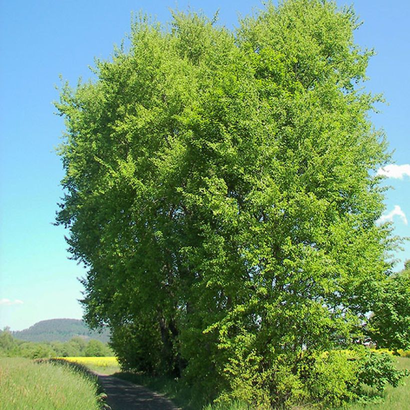 Zitterpappel - Populus tremula (Hafen)