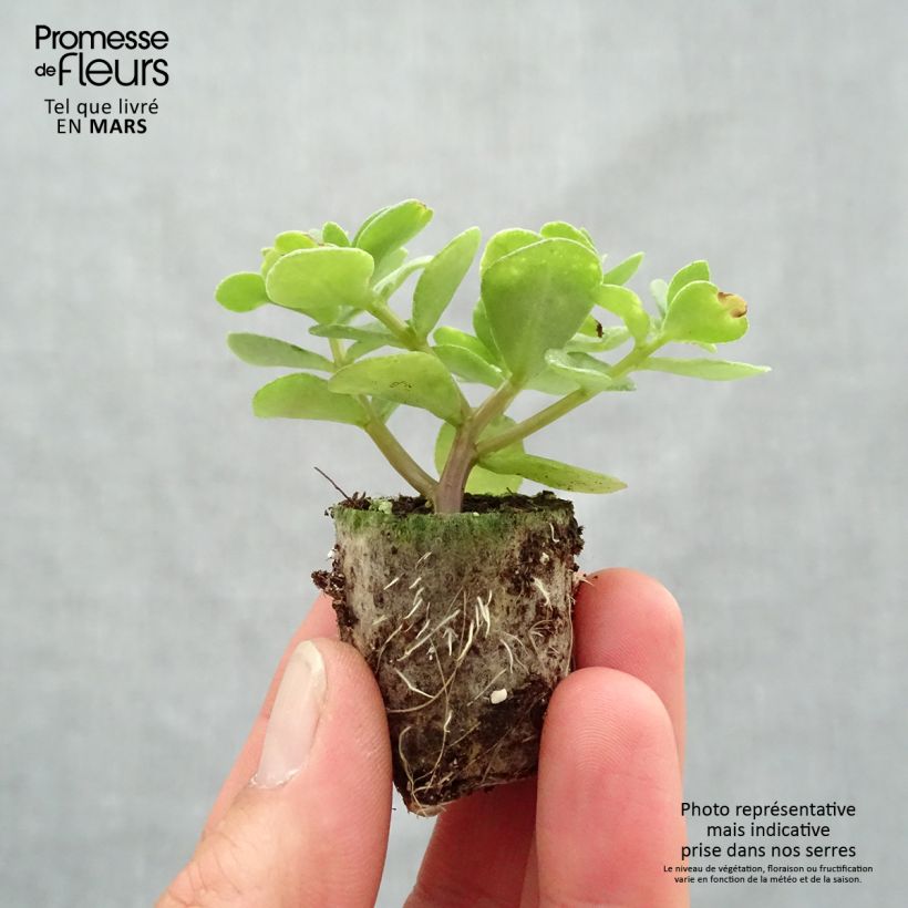 Exemplar von Portulaca Campino Twist Pink - Pourpier annuel Mini-motte 3 cm wie im Frühjahr geliefert