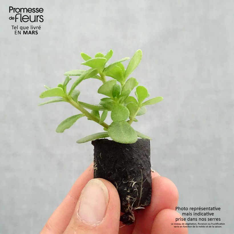 Exemplar von Portulak Pazzaz Nano Orange - Portulaca Mini-Plug Ø 3/4 cm wie im Frühjahr geliefert