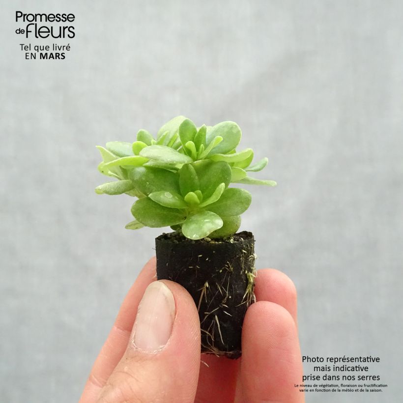 Exemplar von Portulaca Pazzaz Nano Yellow - Pourpier annuel Mini-motte 3 cm wie im Frühjahr geliefert