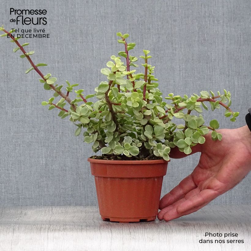 Exemplar von Portulacaria afra Variegata Pot de 13 cm wie im Winter geliefert