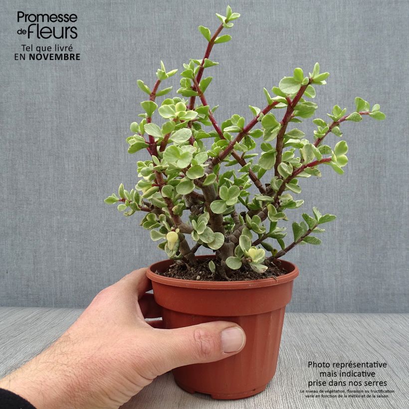 Exemplar von Portulacaria afra Variegata - Strauch-Portulak wie im Herbst geliefert