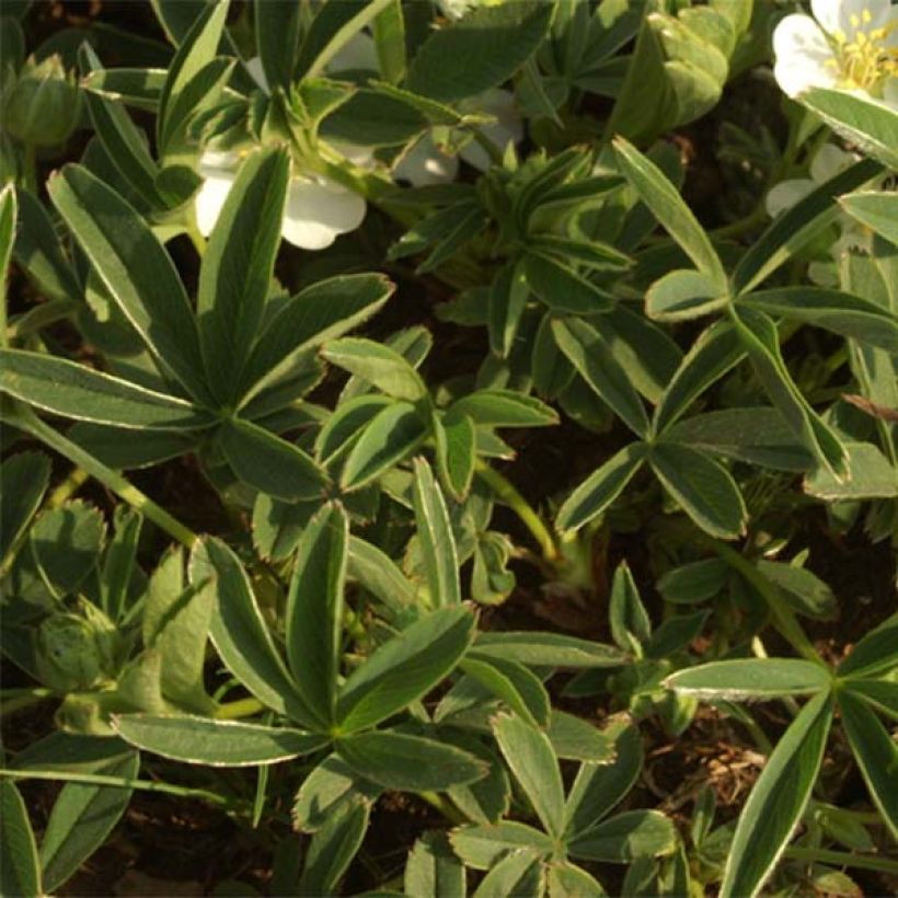 Weißes Fingerkraut - Potentilla alba (Laub)