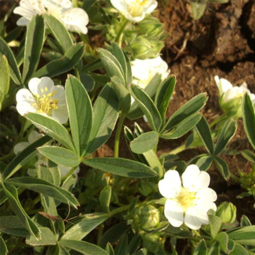 Weißes Fingerkraut - Potentilla alba (Blüte)