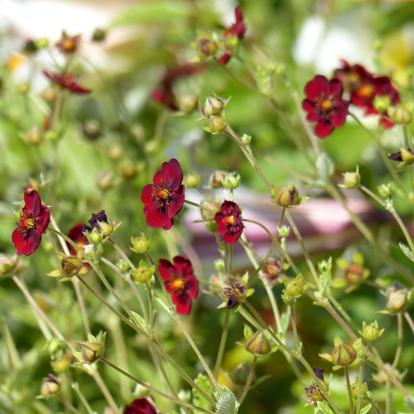 Blutrotes Fingerkraut - Potentilla atrosanguinea (Blüte)