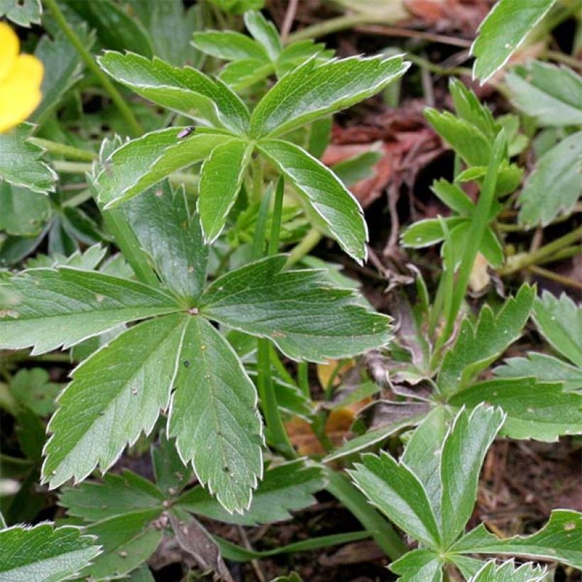 Gold-Fingerkraut - Potentilla aurea (Laub)