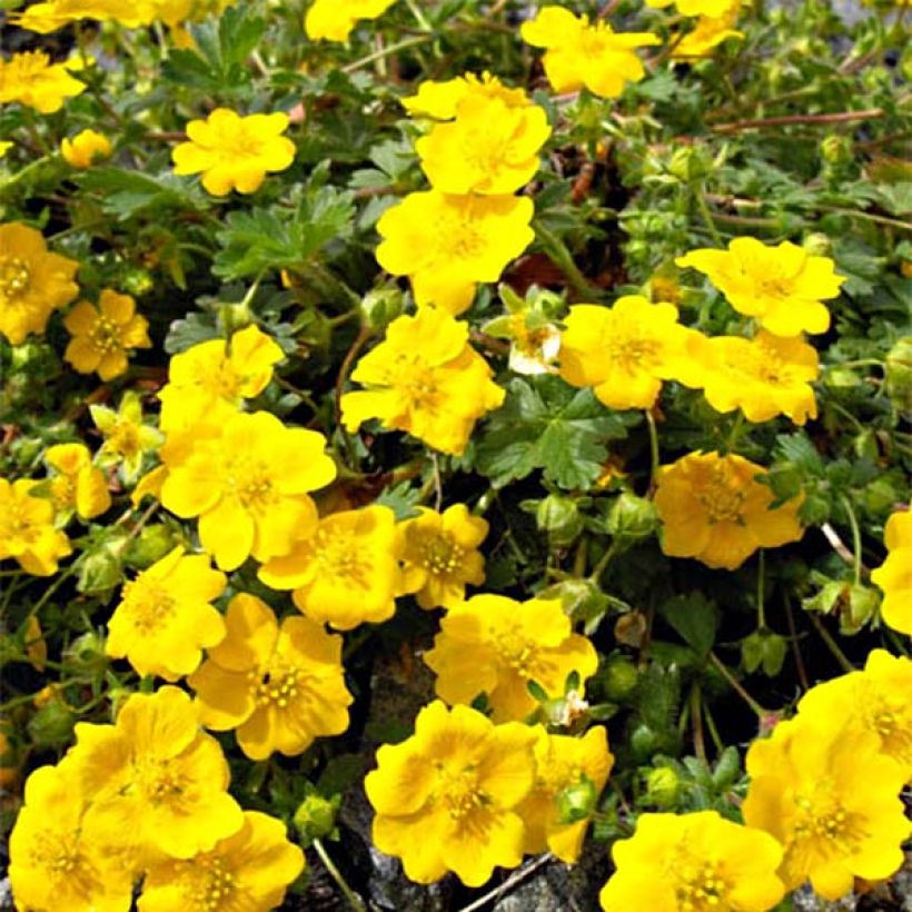 Gold-Fingerkraut - Potentilla aurea (Blüte)