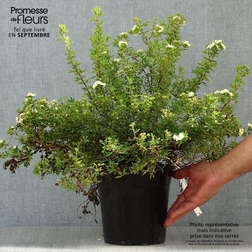 Exemplar von Potentilla fruticosa Double Punch Pastel - Potentille arbustive Pot de 3L/4L wie im Herbst geliefert