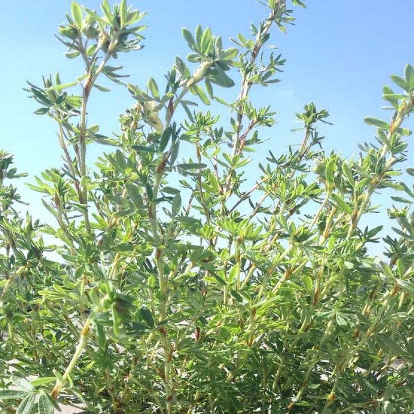 Fingerstrauch Glamour Girl - Potentilla fruticosa (Laub)