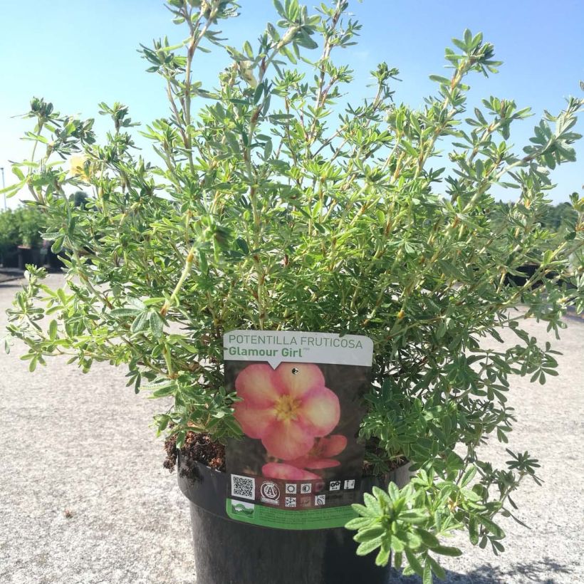 Fingerstrauch Glamour Girl - Potentilla fruticosa (Hafen)