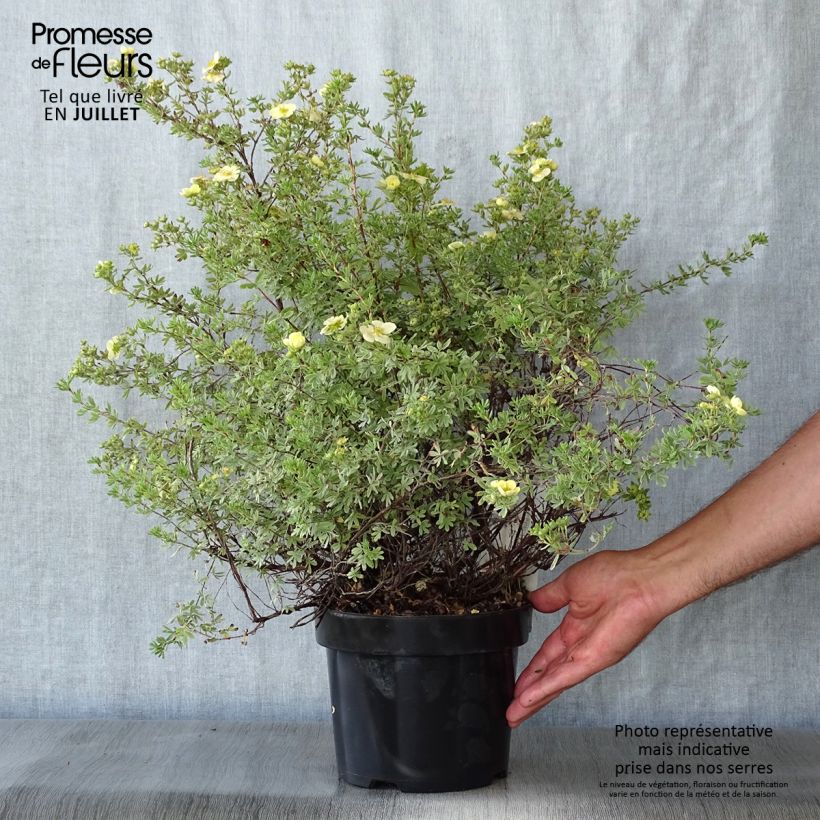 Exemplar von Fingerstrauch Glamour Girl - Potentilla fruticosa wie im Sommer geliefert