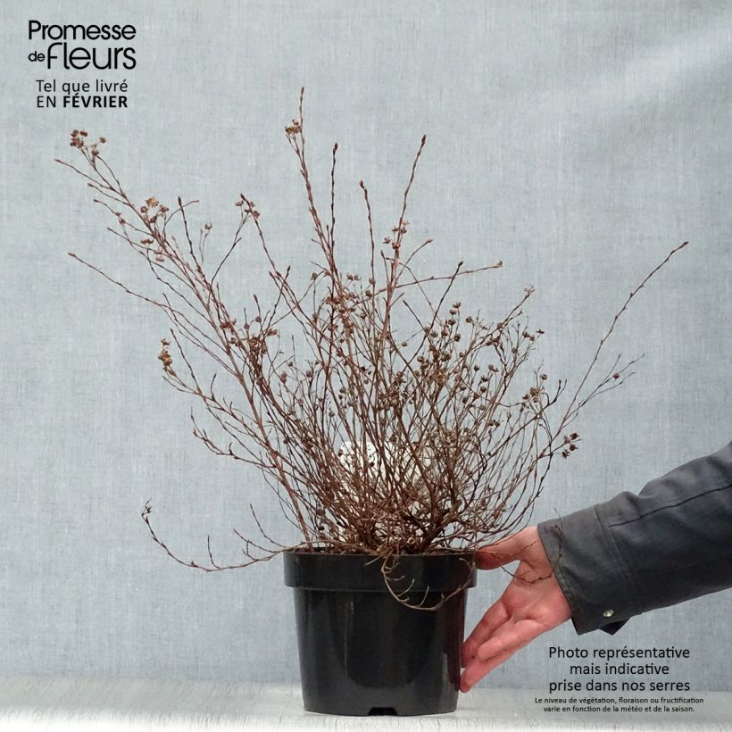 Exemplar von Potentilla fructicosa Glamour Girl - Potentille arbustive Pot de 2L/3L wie im Winter geliefert