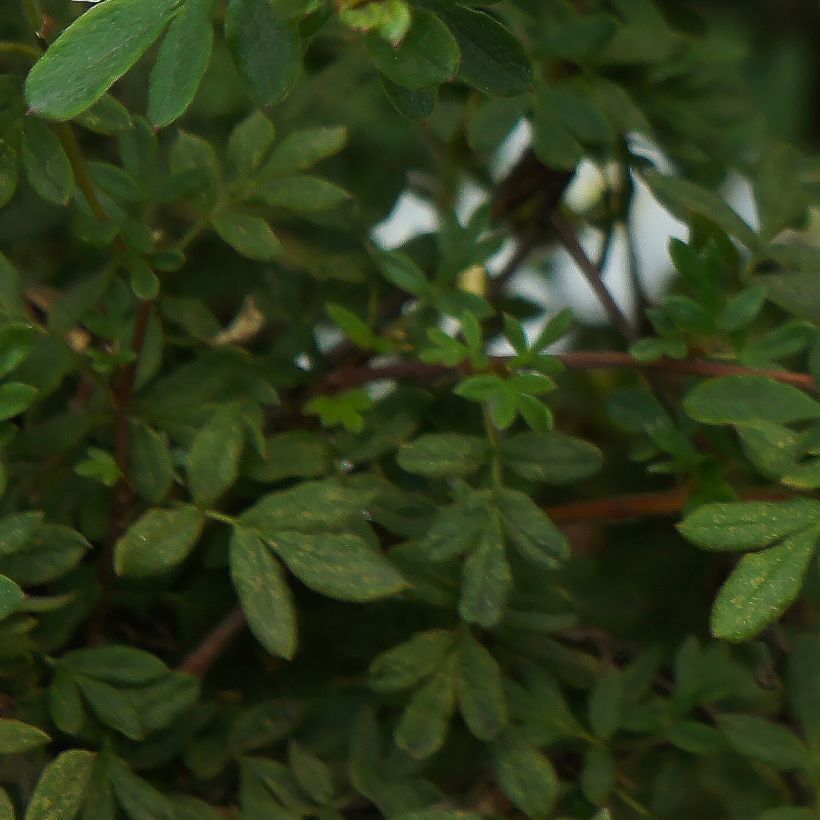 Fingerstrauch Bella Bianca - Potentilla fruticosa (Laub)