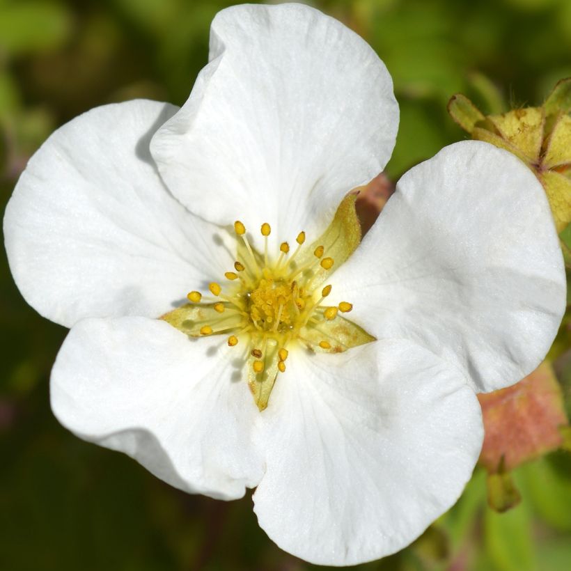 Fingerstrauch Bella Bianca - Potentilla fruticosa (Blüte)