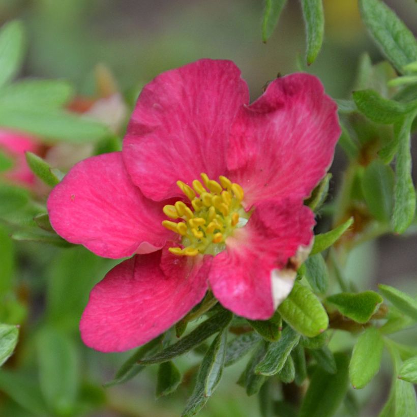 Fingerstrauch Bellissima - Potentilla fruticosa (Blüte)