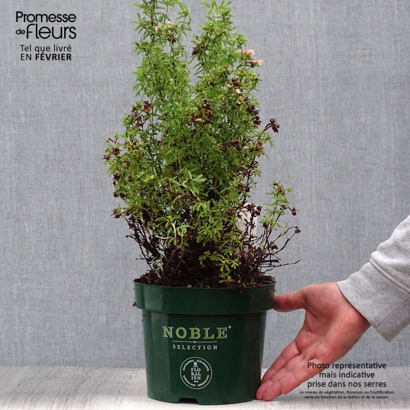 Exemplar von Potentilla fruticosa Bellissima - Potentille arbustive Pot de 2L/3L wie im Herbst geliefert