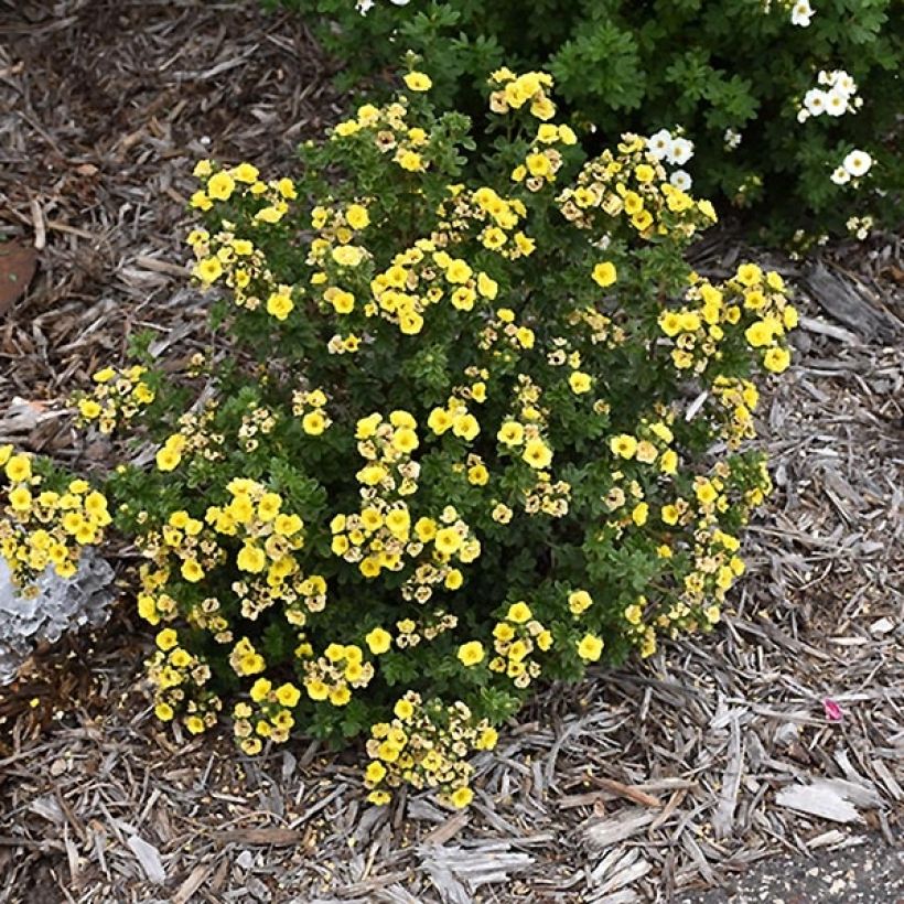 Fingerstrauch Citrus Tart - Potentilla fruticosa (Hafen)