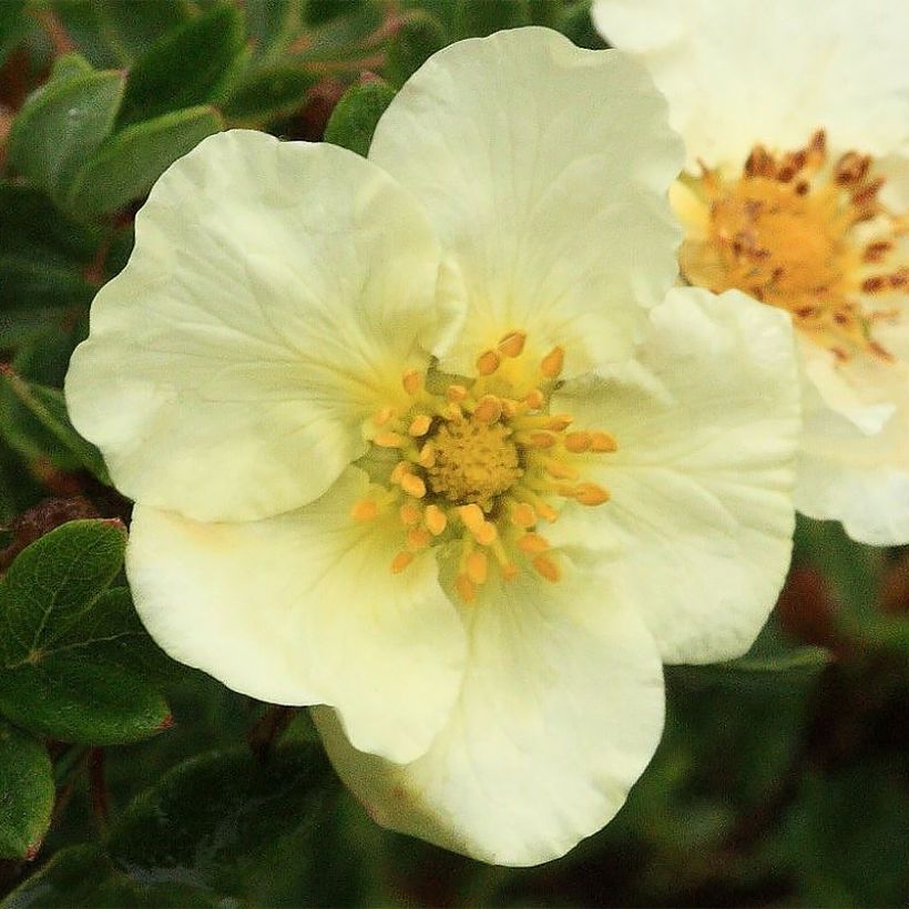 Fingerstrauch Creamissima - Potentilla fruticosa (Blüte)