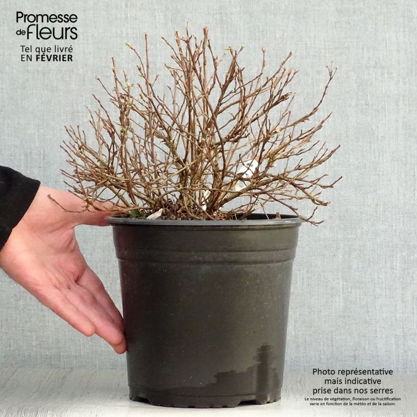 Exemplar von Potentilla fruticosa Double Punch Pastel - Potentille arbustive Pot de 3L/4L wie im Winter geliefert