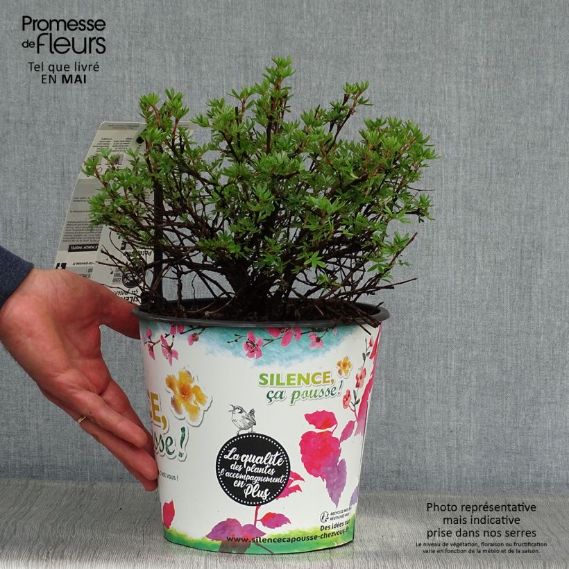 Exemplar von Fingerstrauch Double Punch Pastel - Potentilla fruticosa Topf mit 3L/4LGelieferte Höhe ca. 20+cm wie im Frühjahr geliefert