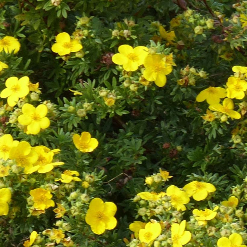 Fingerstrauch Goldfinger - Potentilla fruticosa (Laub)