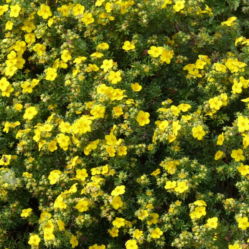 Fingerstrauch Goldfinger - Potentilla fruticosa (Blüte)