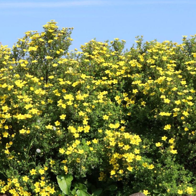 Fingerstrauch Goldteppich - Potentilla fruticosa (Hafen)