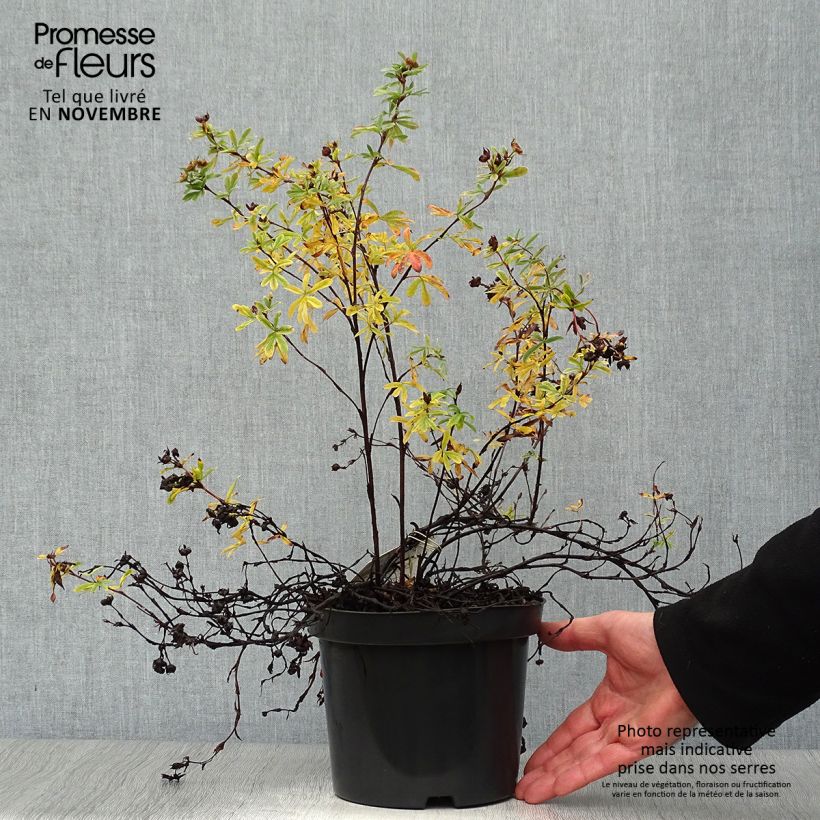 Exemplar von Potentilla fruticosa Goldteppich - Potentille arbustive  Pot de 1.5L/2L wie im Herbst geliefert