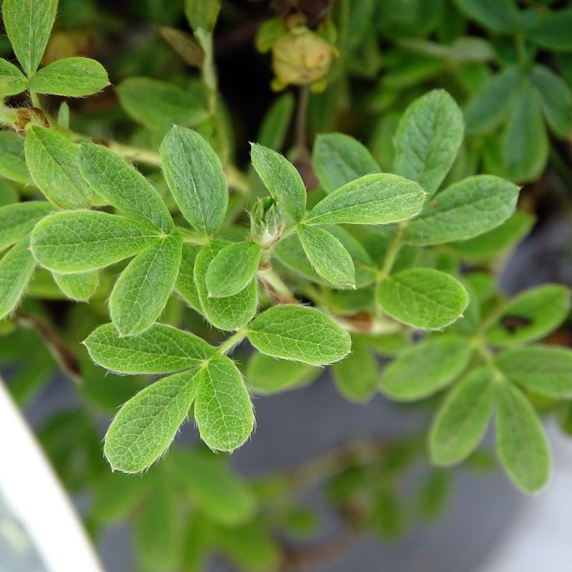 Fingerstrauch Lemon Meringue - Potentilla fruticosa (Laub)