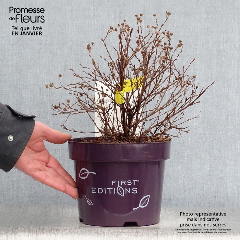 Exemplar von Potentilla fruticosa Lemon Meringue- Potentille arbustive Pot de 2L/3L wie im Winter geliefert