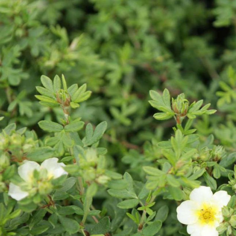 Fingerstrauch Limelight - Potentilla fruticosa (Laub)