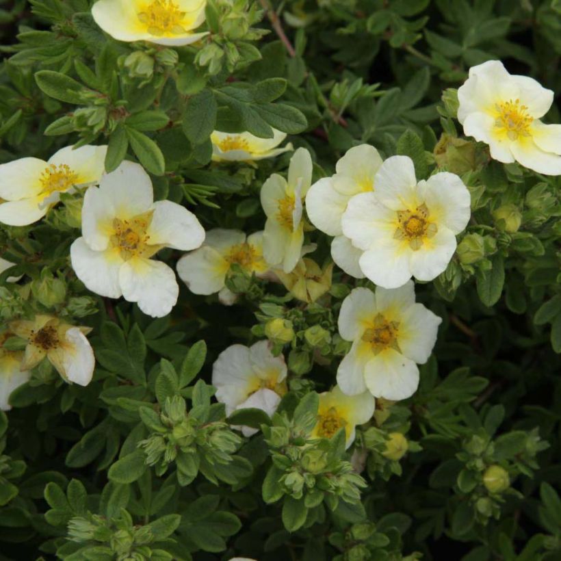 Fingerstrauch Limelight - Potentilla fruticosa (Blüte)