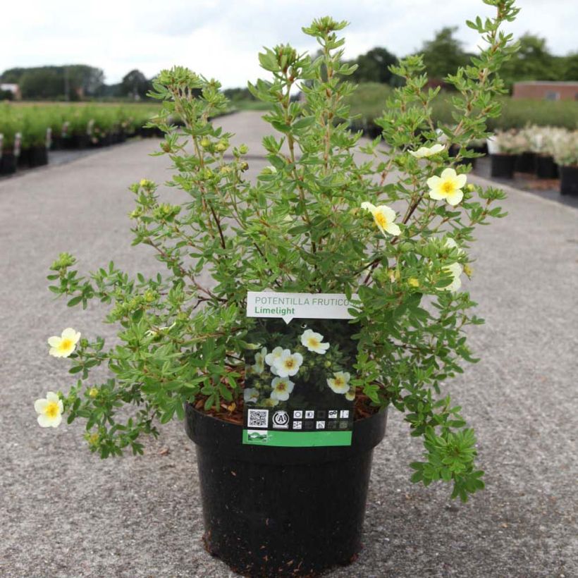 Fingerstrauch Limelight - Potentilla fruticosa (Hafen)