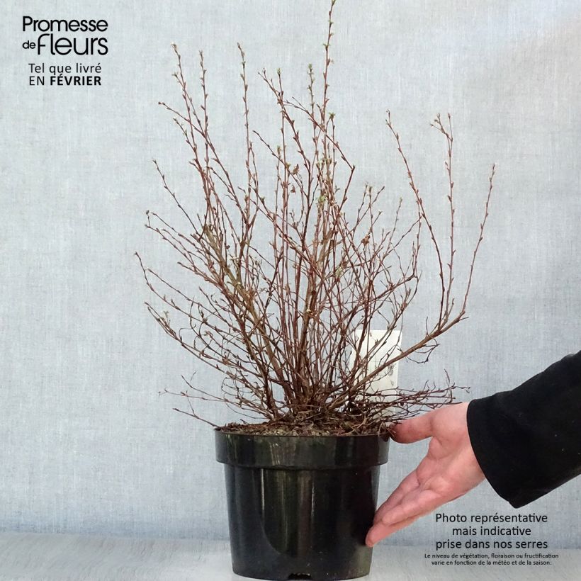 Exemplar von Potentilla fruticosa Limelight Pot de 3L/4L wie im Winter geliefert