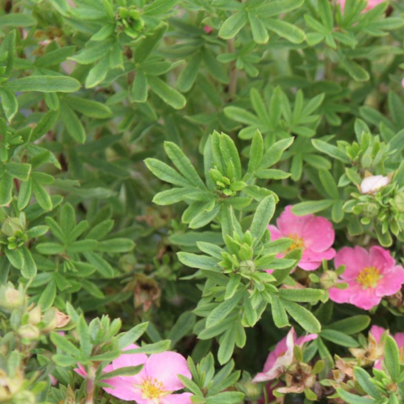 Fingerstrauch Lovely Pink - Potentilla fruticosa (Laub)