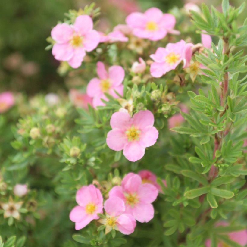 Fingerstrauch Lovely Pink - Potentilla fruticosa (Blüte)