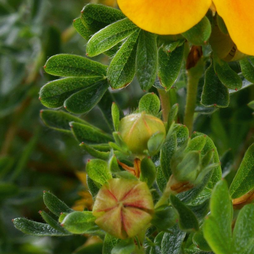 Fingerstrauch Mandarin Tango - Potentilla fruticosa (Laub)