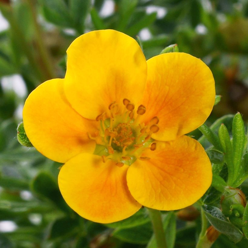 Fingerstrauch Mandarin Tango - Potentilla fruticosa (Blüte)