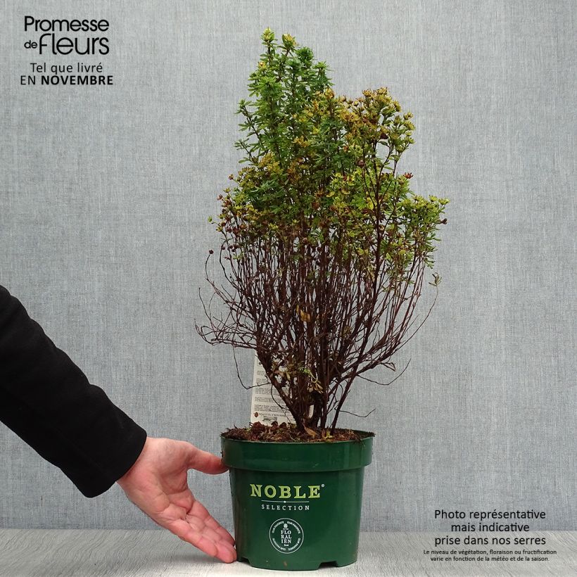 Exemplar von Potentilla fruticosa  Mango Tango Pot de 2L/3L wie im Herbst geliefert