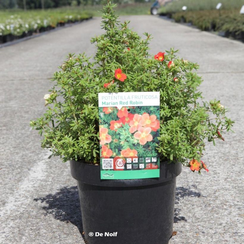 Fingerstrauch Marian Red Robin - Potentilla fruticosa (Hafen)