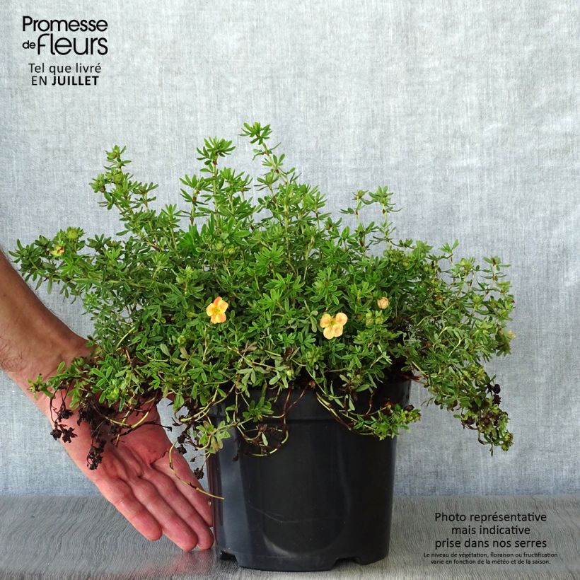 Exemplar von Fingerstrauch Marian Red Robin - Potentilla fruticosa wie im Sommer geliefert